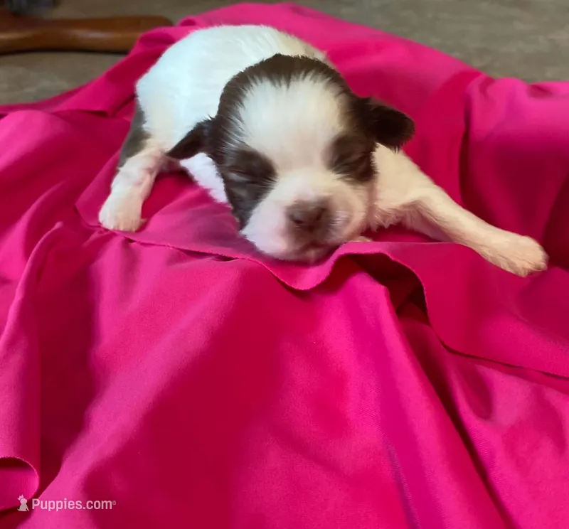 Charlotte – Shih Tzu puppy for sale in Pickens, SC