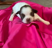Charlotte, a female Shih Tzu for sale in Pickens, SC – 1 of 1