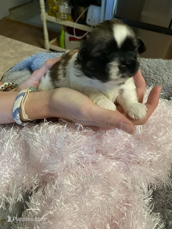 Belle – Shih Tzu puppy for sale in Pickens, SC