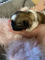 Belle, a female Shih Tzu for sale in Pickens, SC – Photo 3 of 5