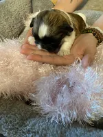 Belle, a female Shih Tzu for sale in Pickens, SC – Photo 2 of 5