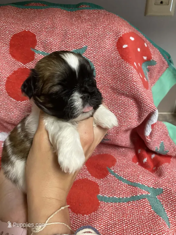 Belle – Shih Tzu puppy for sale in Pickens, SC