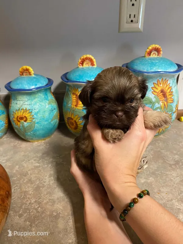 Smokey – Shih Tzu puppy for sale in Pickens, SC