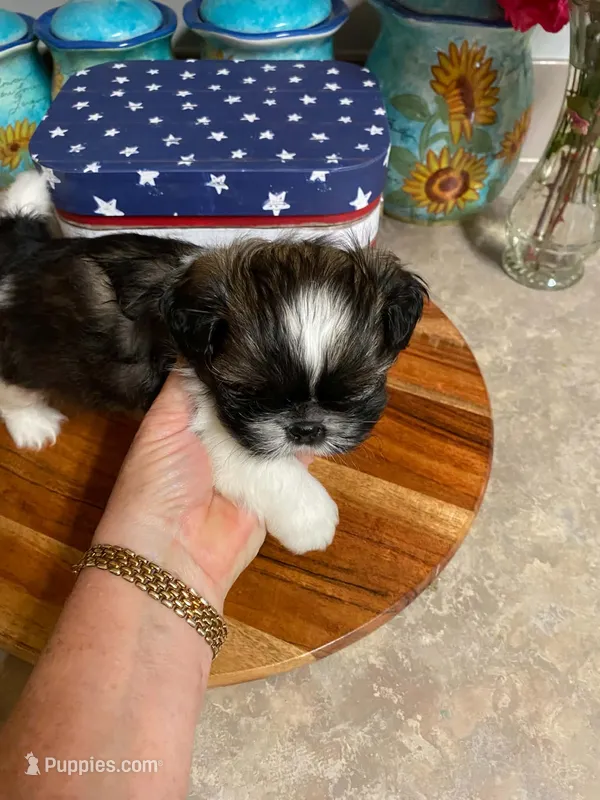 Duke – Shih Tzu puppy for sale in Pickens, SC