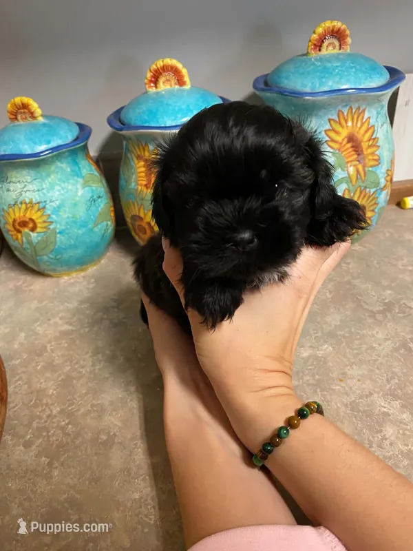 Grizzly – Shih Tzu puppy for sale in Pickens, SC