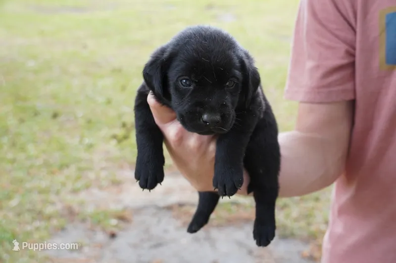 Blue  – Labrador Retriever puppy for sale in Lumberton, NC