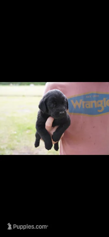 Green  – Labrador Retriever puppy for sale in Lumberton, NC