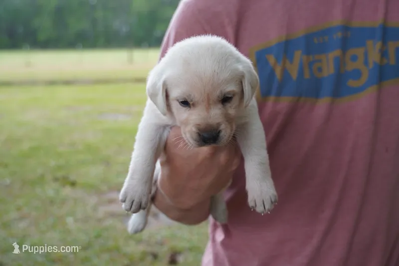 Black collar  – Labrador Retriever puppy for sale in Lumberton, NC