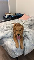 Daisy, a female Golden Retriever for sale in Framingham, MA – 2 of 4