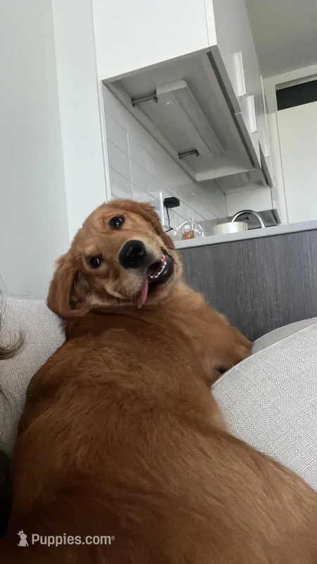 Daisy – Golden Retriever puppy for sale in Framingham, MA
