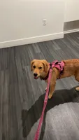 Daisy, a female Golden Retriever for sale in Framingham, MA – 3 of 4