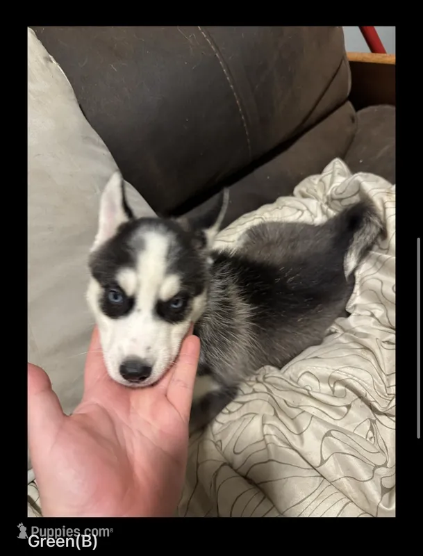 Green  – Siberian Husky puppy for sale in Ohio City, OH