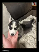 Green , a male Siberian Husky for sale in Ohio City, OH – 1 of 1