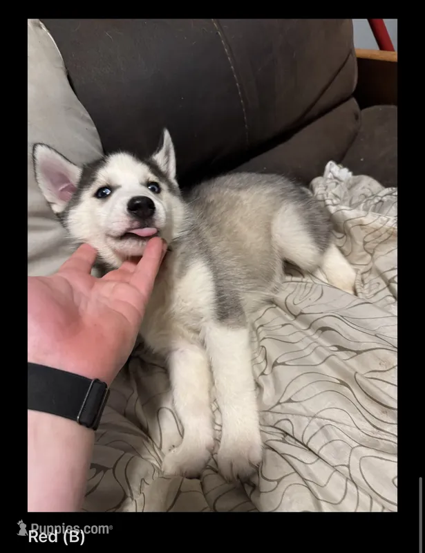 Red – Siberian Husky puppy for sale in Ohio City, OH