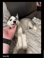 Red, a male Siberian Husky for sale in Middletown, OH – 1 of 1
