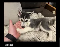 Pink, a female Siberian Husky for sale in Middletown, OH – 1 of 1