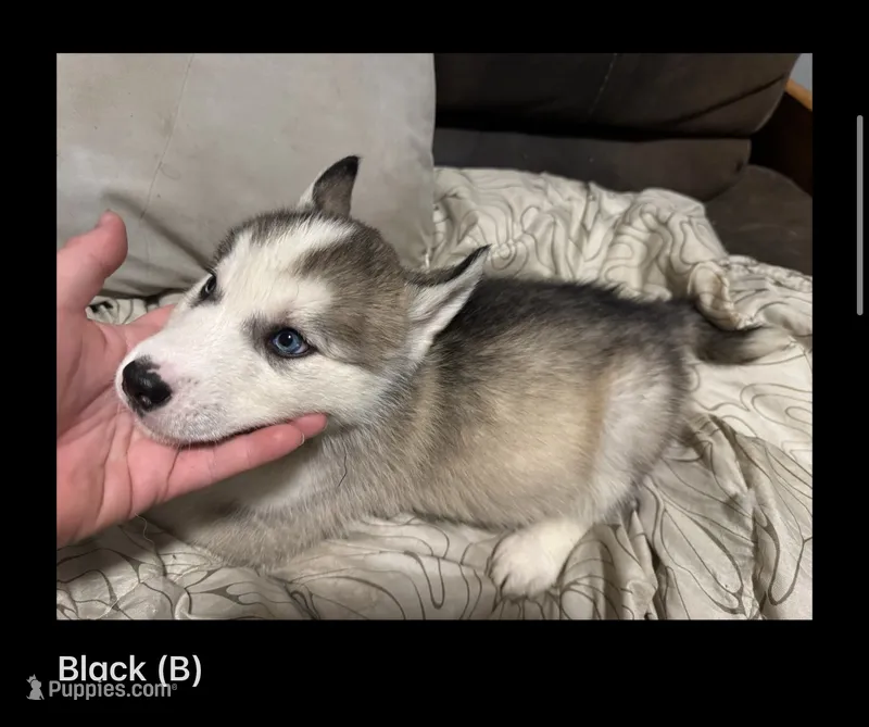 Black – Siberian Husky puppy for sale in Ohio City, OH