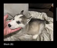 Black, a male Siberian Husky for sale in Middletown, OH – 1 of 1