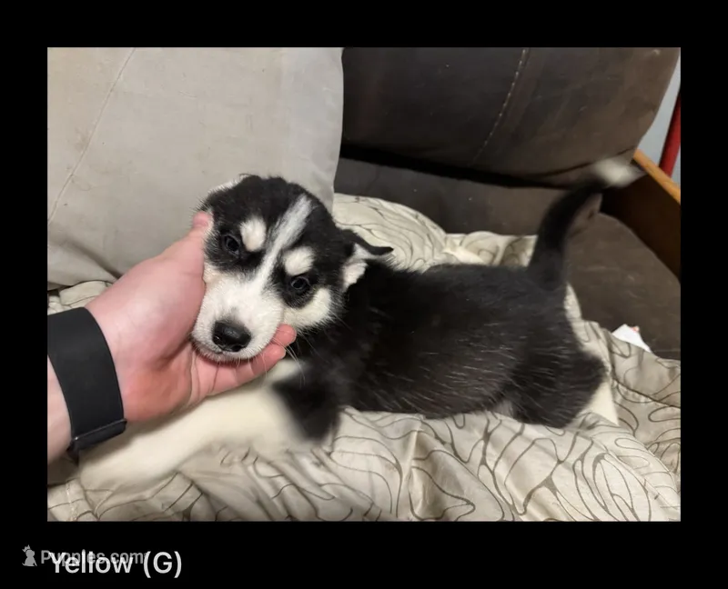 Yellow – Siberian Husky puppy for sale in Ohio City, OH