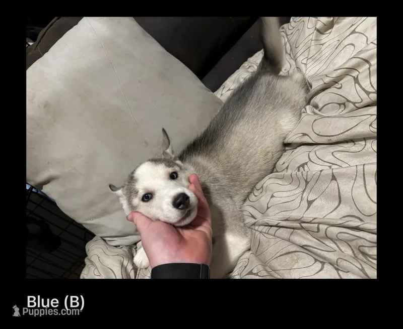 Blue – Siberian Husky puppy for sale in Ohio City, OH