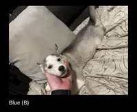 Blue, a male Siberian Husky for sale in Middletown, OH – 1 of 1