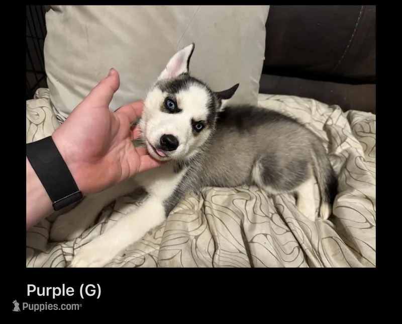 Purple  – Siberian Husky puppy for sale in Ohio City, OH