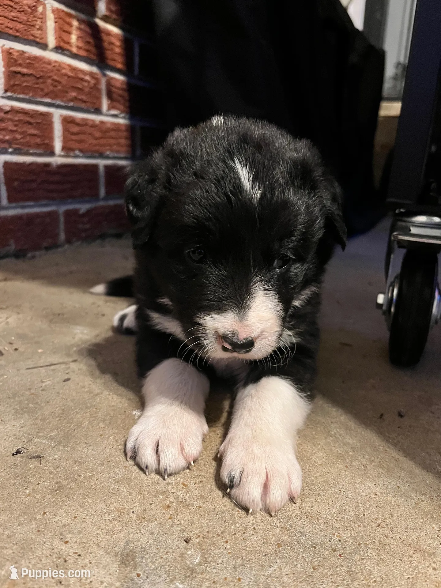 Daisey, a female Border Collie for sale in Scotts Hill, TN – Photo 2 of 10