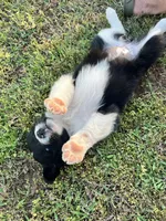 Beth, a female Border Collie for sale in Scotts Hill, TN – Photo 4 of 8