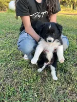 Beth, a female Border Collie for sale in Scotts Hill, TN – Photo 3 of 8