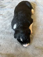 Beth, a female Border Collie for sale in Scotts Hill, TN – Photo 5 of 8