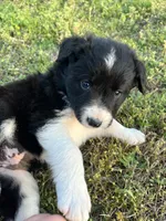 Beth, a female Border Collie for sale in Scotts Hill, TN – Photo 2 of 8