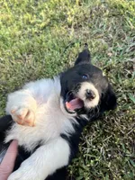 Beth, a female Border Collie for sale in Scotts Hill, TN – Photo 1 of 8