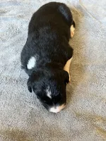 Beth, a female Border Collie for sale in Scotts Hill, TN – Photo 6 of 8