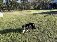 Beth, a female Border Collie for sale in Scotts Hill, TN – Photo 8 of 8
