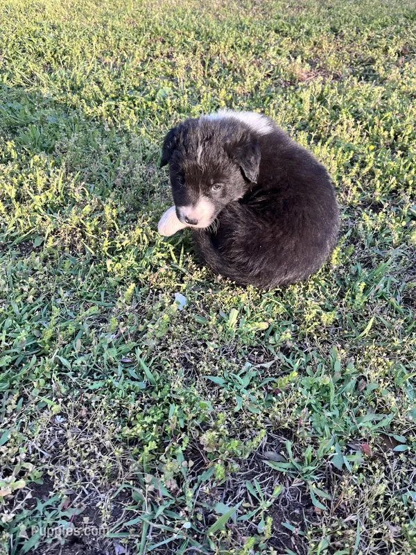 Daisey – Border Collie puppy for sale in Scotts Hill, TN