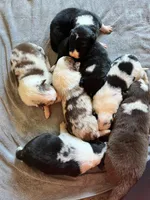 Daisey, a female Border Collie for sale in Scotts Hill, TN – Photo 6 of 9