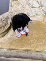 Daisy, a female Border Collie for sale in Scotts Hill, TN – Photo 4 of 10