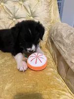 Daisy, a female Border Collie for sale in Scotts Hill, TN – Photo 3 of 10