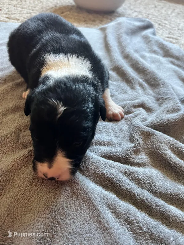 Daisey – Border Collie puppy for sale in Scotts Hill, TN
