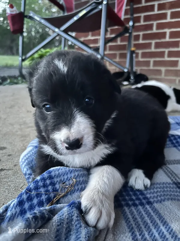 Daisey – Border Collie puppy for sale in Scotts Hill, TN