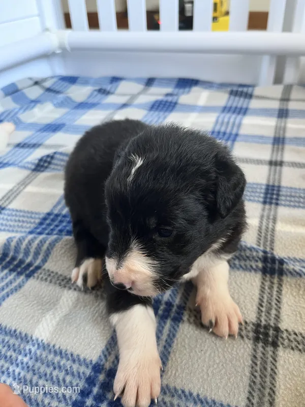Daisey – Border Collie puppy for sale in Scotts Hill, TN