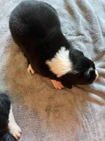 Daisey, a female Border Collie for sale in Scotts Hill, TN – Photo 2 of 9