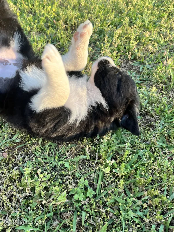 Daisey – Border Collie puppy for sale in Scotts Hill, TN