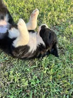 Daisy, a female Border Collie for sale in Scotts Hill, TN – Photo 3 of 10