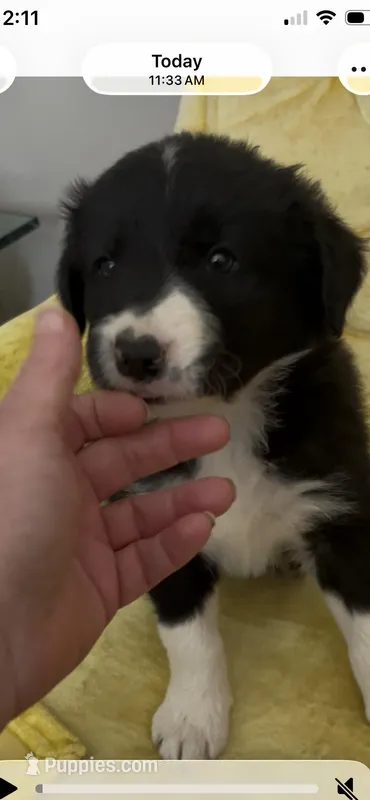 Daisey – Border Collie puppy for sale in Scotts Hill, TN