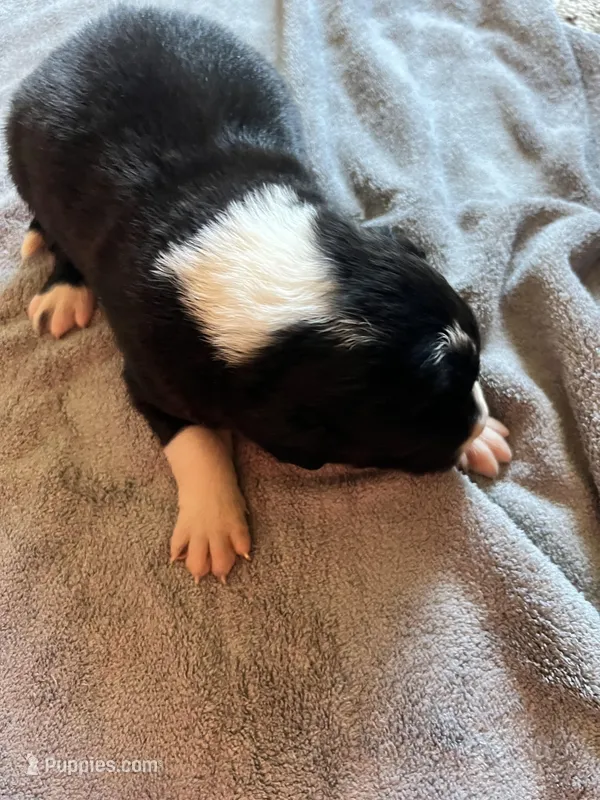 Daisey – Border Collie puppy for sale in Scotts Hill, TN