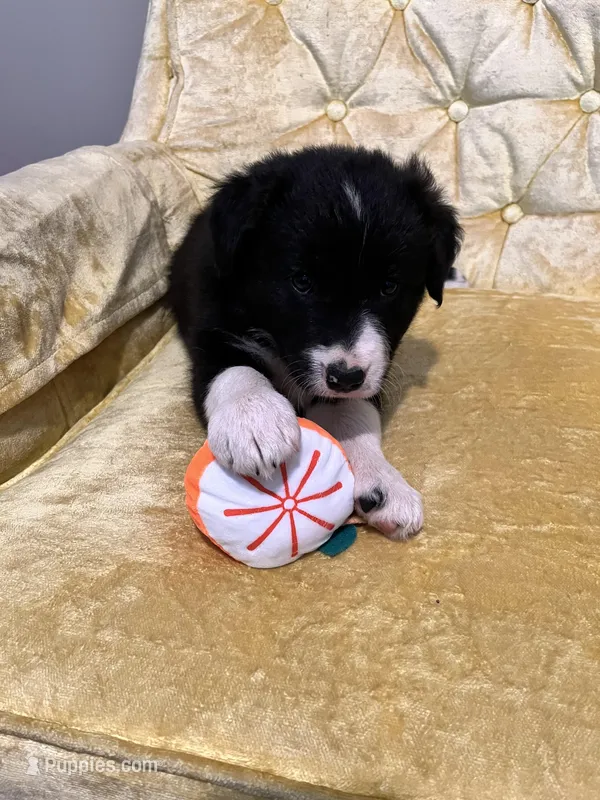 Daisy – Border Collie puppy for sale in Scotts Hill, TN