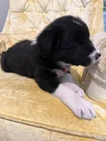 Daisy, a female Border Collie for sale in Scotts Hill, TN – Photo 2 of 10