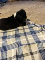 Beth , a female Border Collie for sale in Scotts Hill, TN – Photo 5 of 9