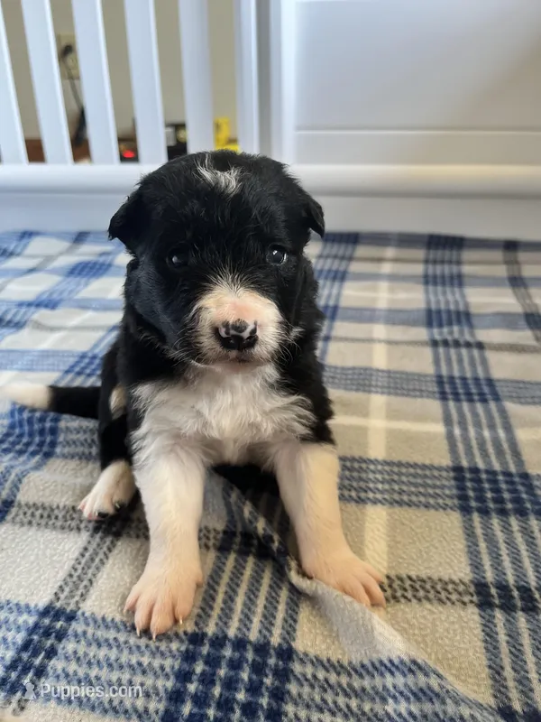 Beth  – Border Collie puppy for sale in Scotts Hill, TN